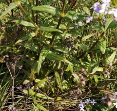 Conostomium natalense