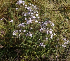 Conostomium natalense