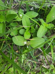 Angiospermae
