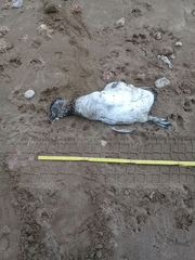 Spheniscus magellanicus