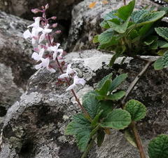 Plectranthus rubropunctatus