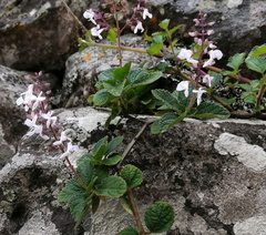 Plectranthus rubropunctatus