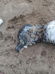 Spheniscus magellanicus