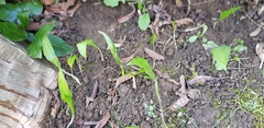 Allium ursinum