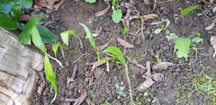 Allium ursinum