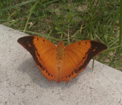 Charaxes aristogiton