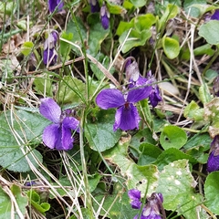 Viola