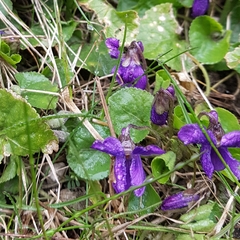 Viola