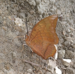 Charaxes aristogiton