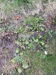Viola