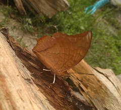 Charaxes aristogiton