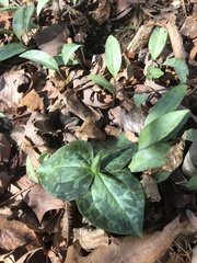 Trillium luteum