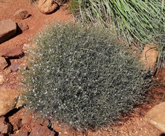 Wahlenbergia magaliesbergensis