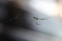 Leucauge venusta