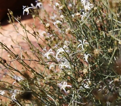 Wahlenbergia magaliesbergensis