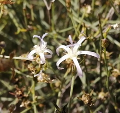 Wahlenbergia magaliesbergensis