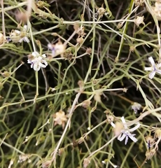 Wahlenbergia magaliesbergensis