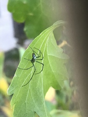 Leucauge venusta
