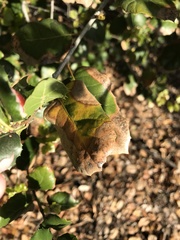 Phytophthora ramorum