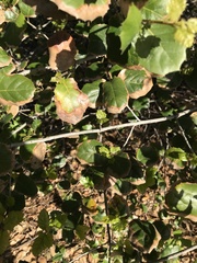 Phytophthora ramorum