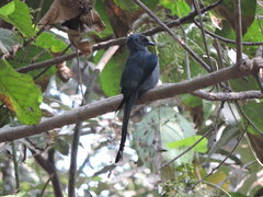 Dicrurus leucophaeus