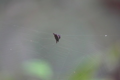 Gasteracantha mengei