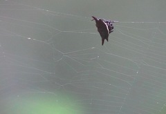 Gasteracantha mengei