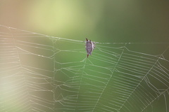 Gasteracantha mengei