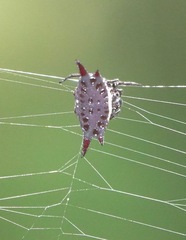 Gasteracantha mengei