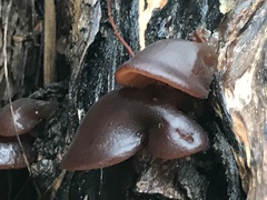Auricularia auricula-judae