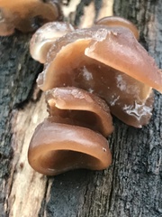 Auricularia auricula-judae