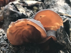 Auricularia auricula-judae