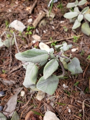 Salvia officinalis