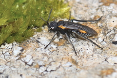 Sciapteryx costalis soror