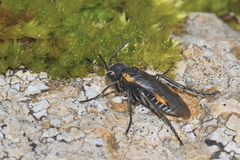 Sciapteryx costalis soror