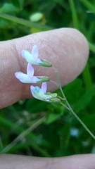 Vicia parviflora