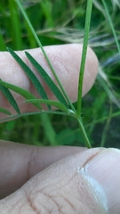 Vicia parviflora