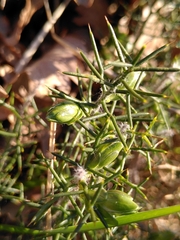 Genista hispanica hispanica