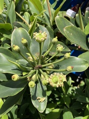Marcgraviaceae