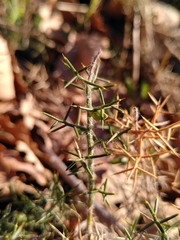 Genista hispanica hispanica