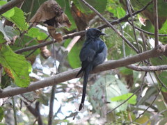 Dicrurus leucophaeus