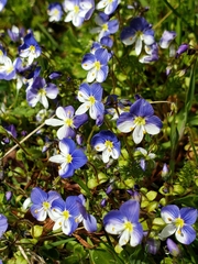 Veronica syriaca
