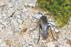 Sciapteryx costalis soror