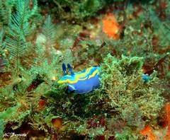 Felimare fontandraui