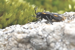 Sciapteryx costalis soror