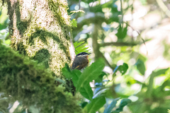 Batis dimorpha dimorpha