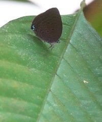 Arhopala major major