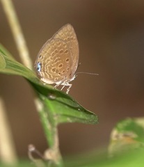 Arhopala major major