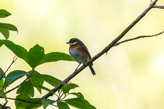 Batis dimorpha dimorpha