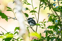 Batis dimorpha dimorpha